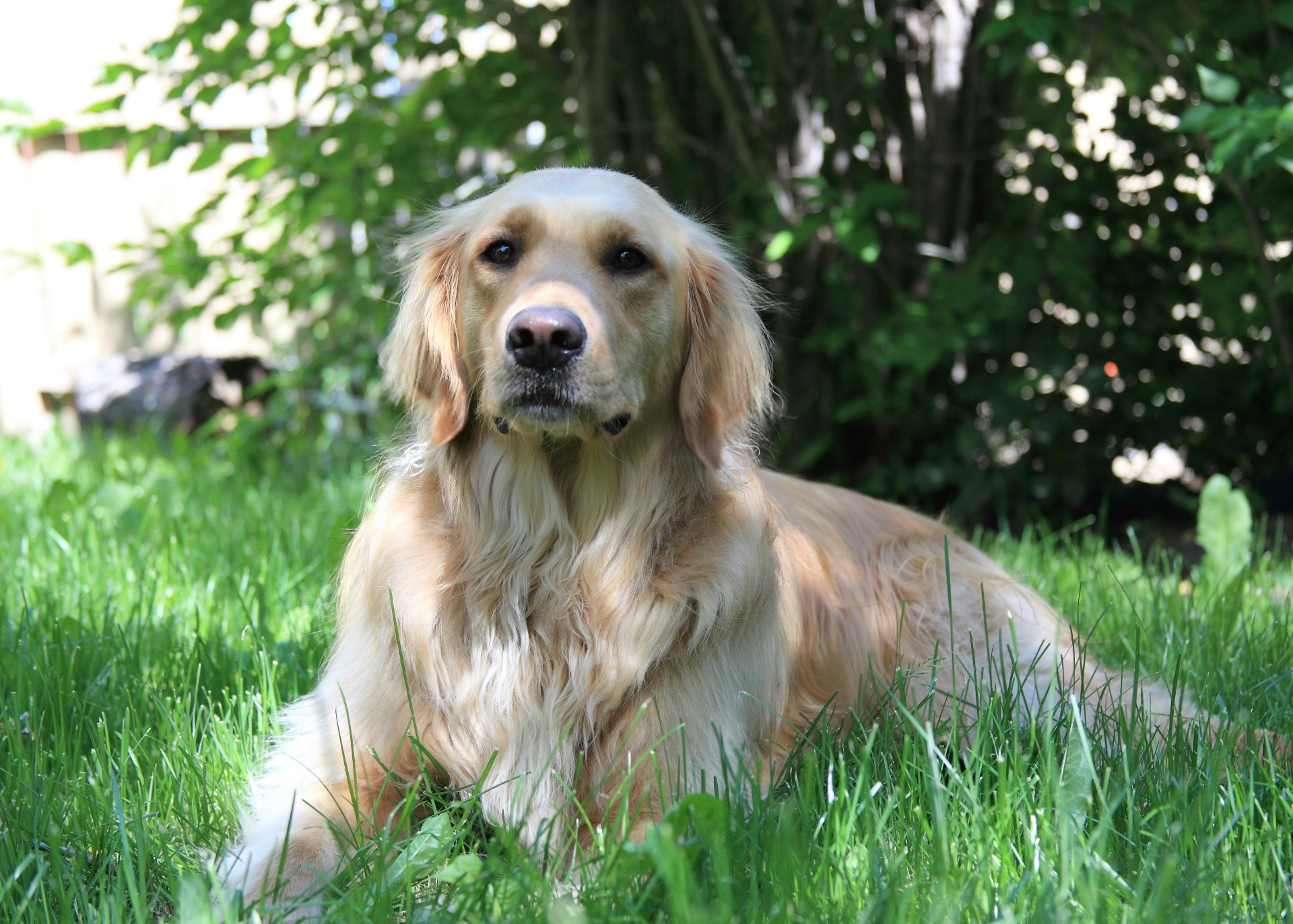 Golden Retriever resting quietly on a lawn during post-surgical recovery, illustrating the multi-week rehabilitation window that follows a TPLO knee repair.