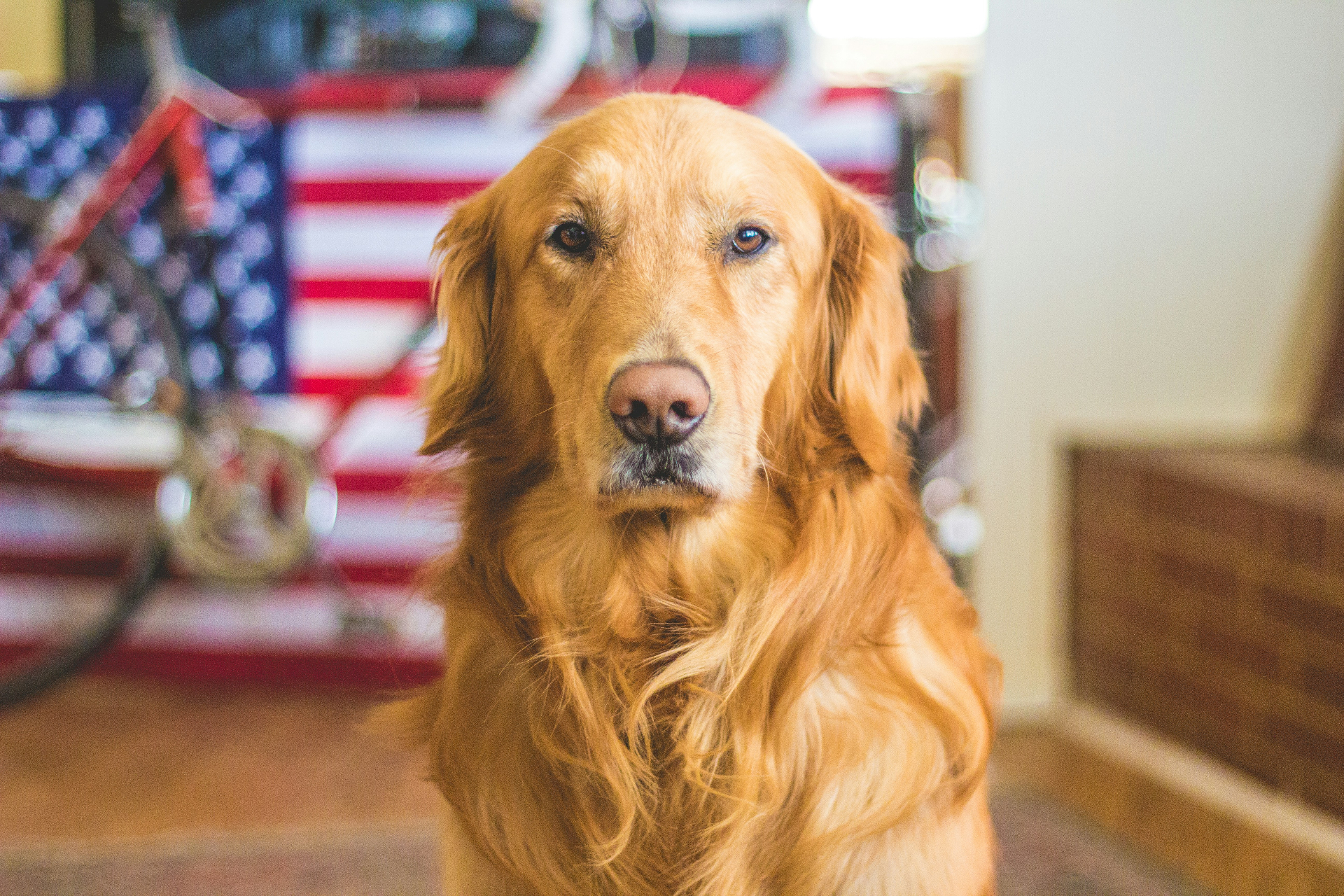 Golden retriever portrait with American flag representing state-by-state emergency vet cost variance