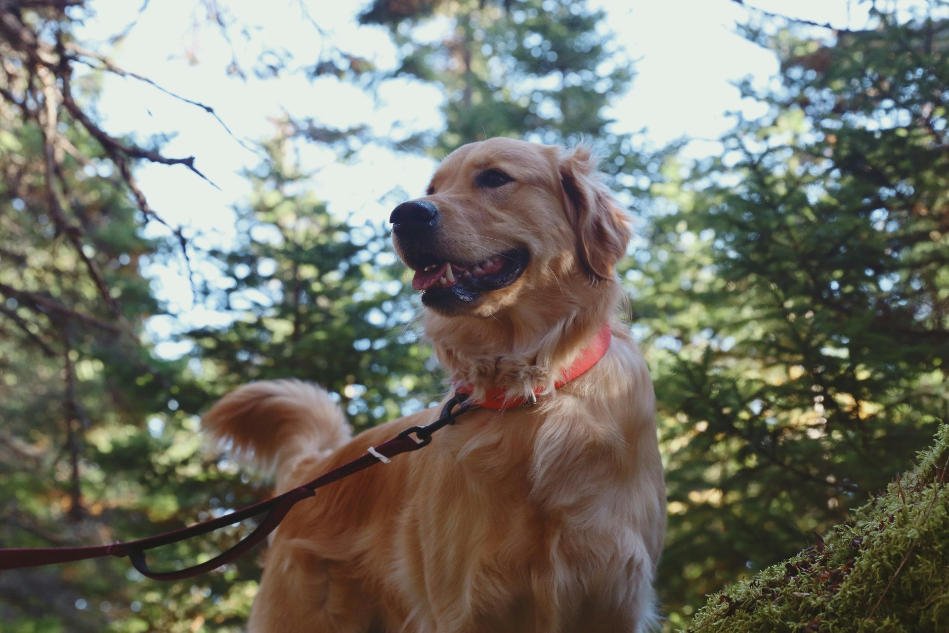 Golden retriever sitting among pine trees representing rural cost differences on premiums