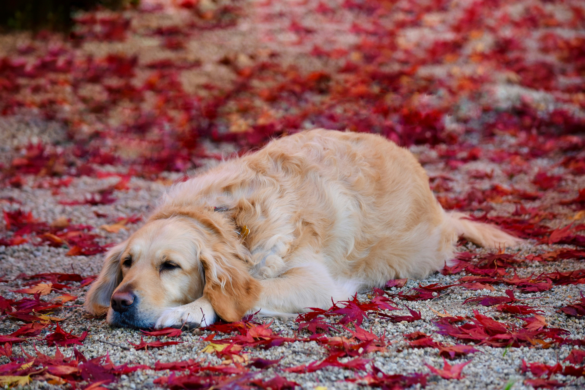Senior golden retriever resting in red autumn leaves — the age when cancer risk climbs