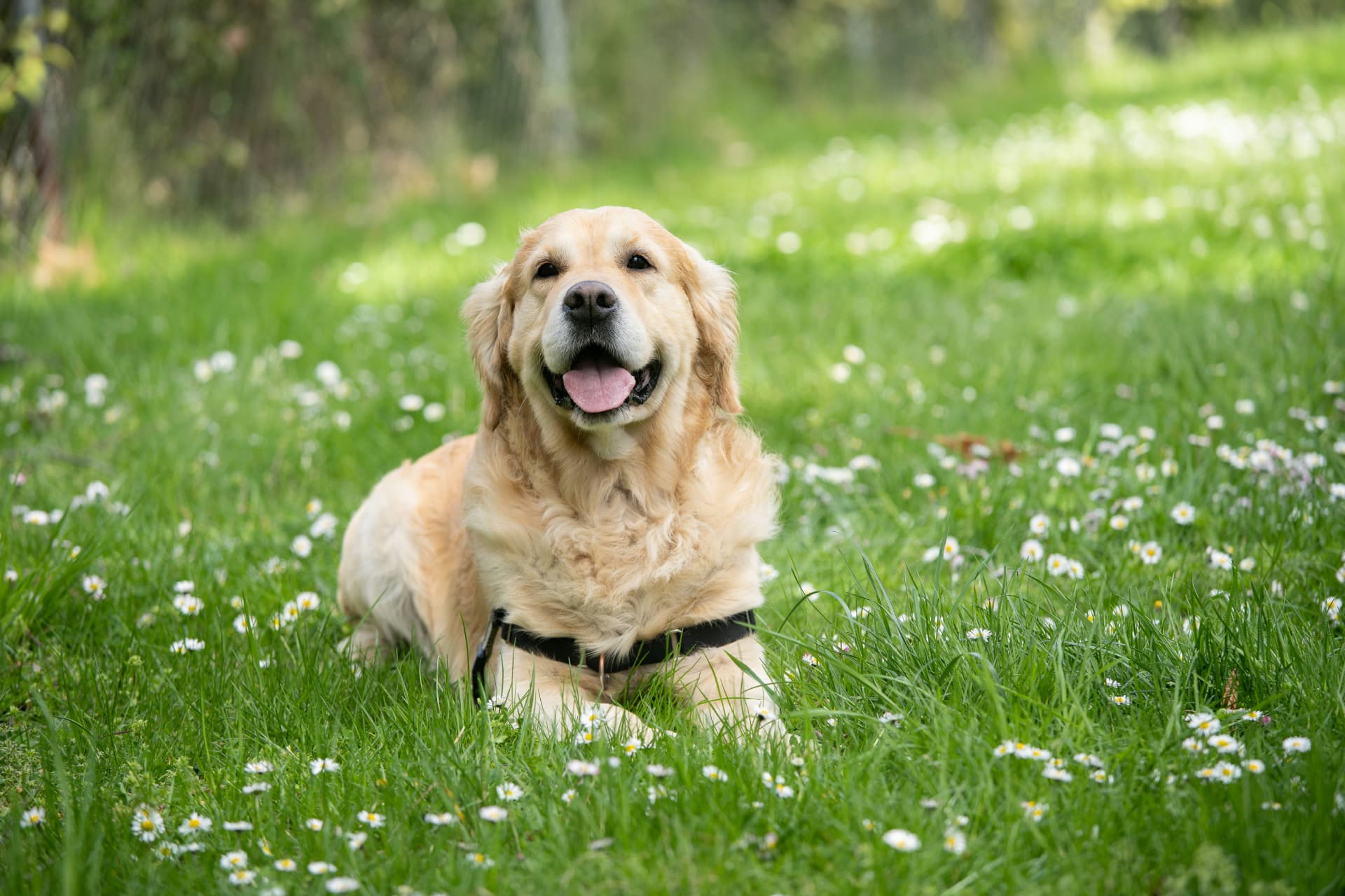 Golden Retriever lying in a daisy-filled lawn, smiling at the camera