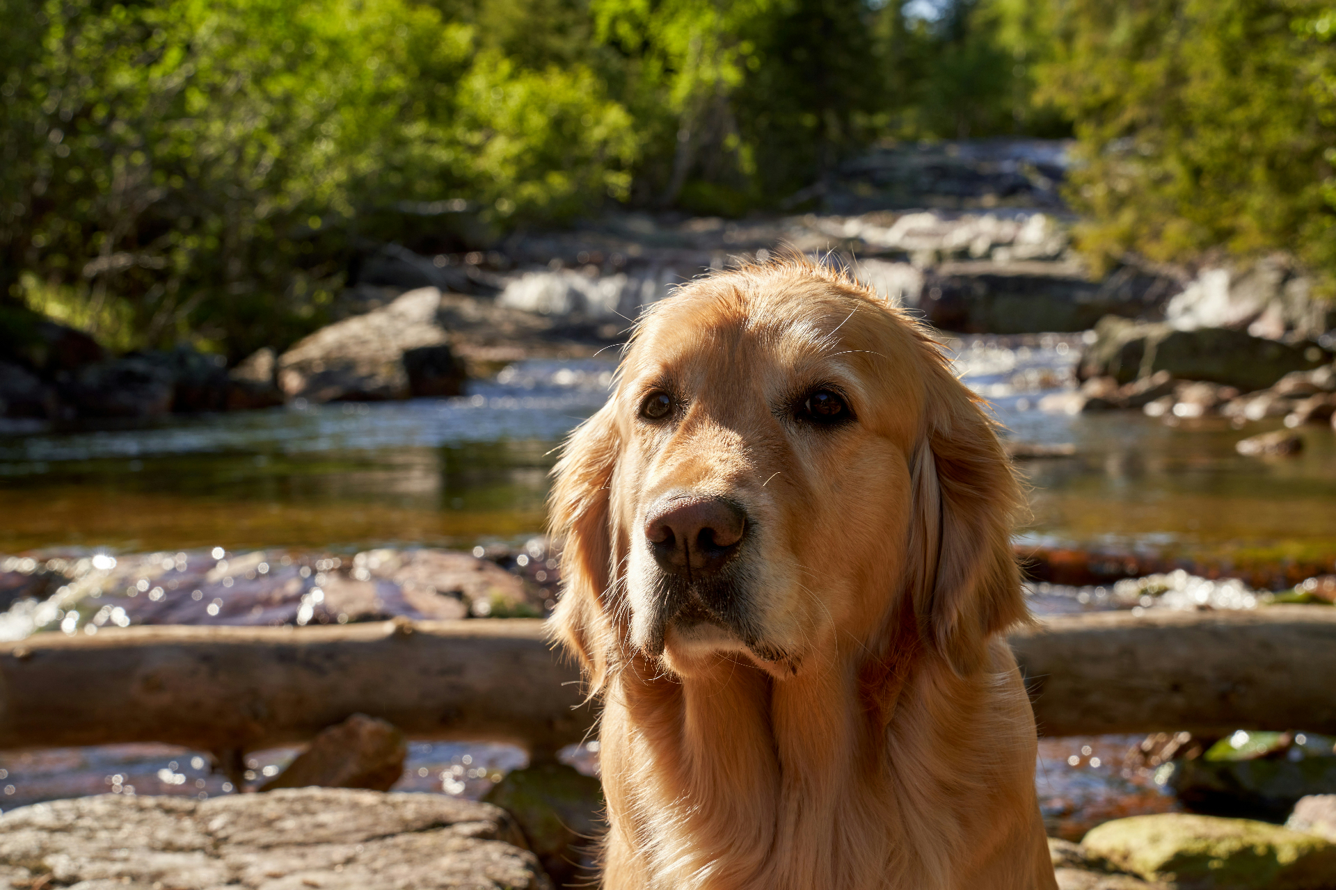 Calm adult Golden Retriever at a routine veterinary wellness visit, representing the diagnostic workup that precedes almost every major breed-linked condition.