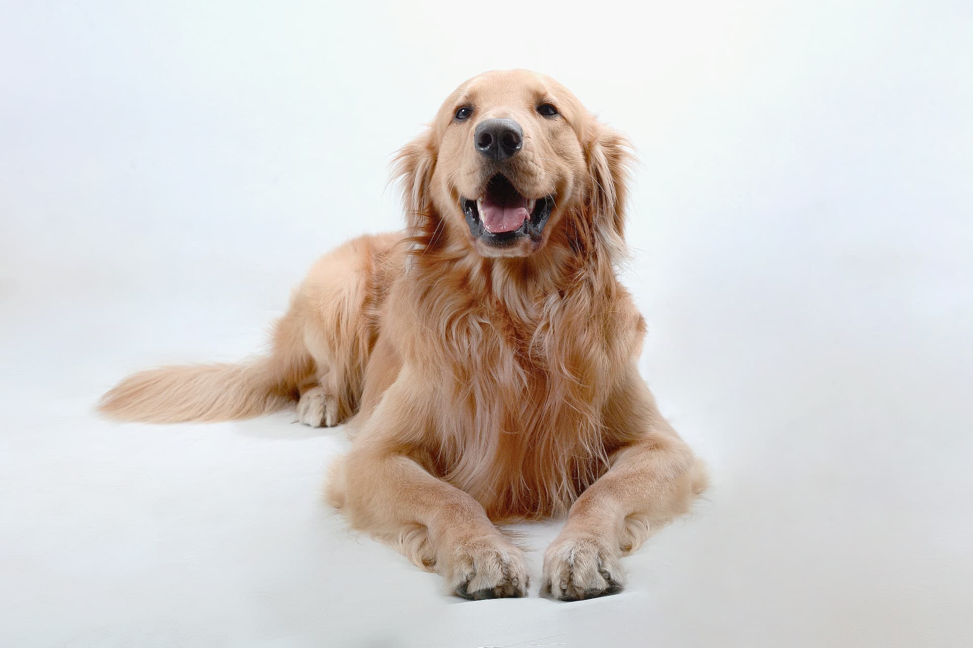 Adult Golden Retriever lying down and smiling in a bright studio portrait