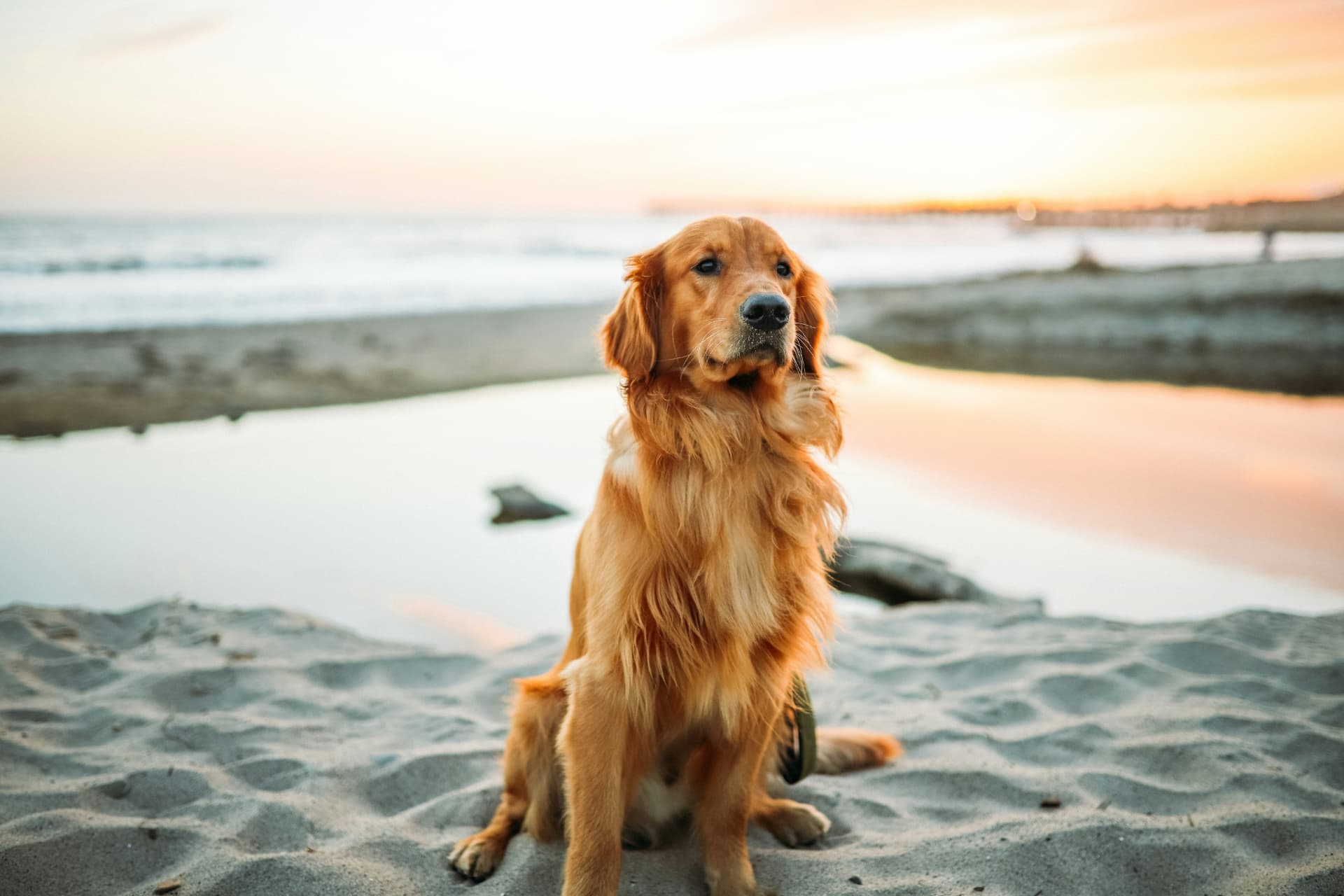 Golden retriever sitting on a sandy beach at sunset