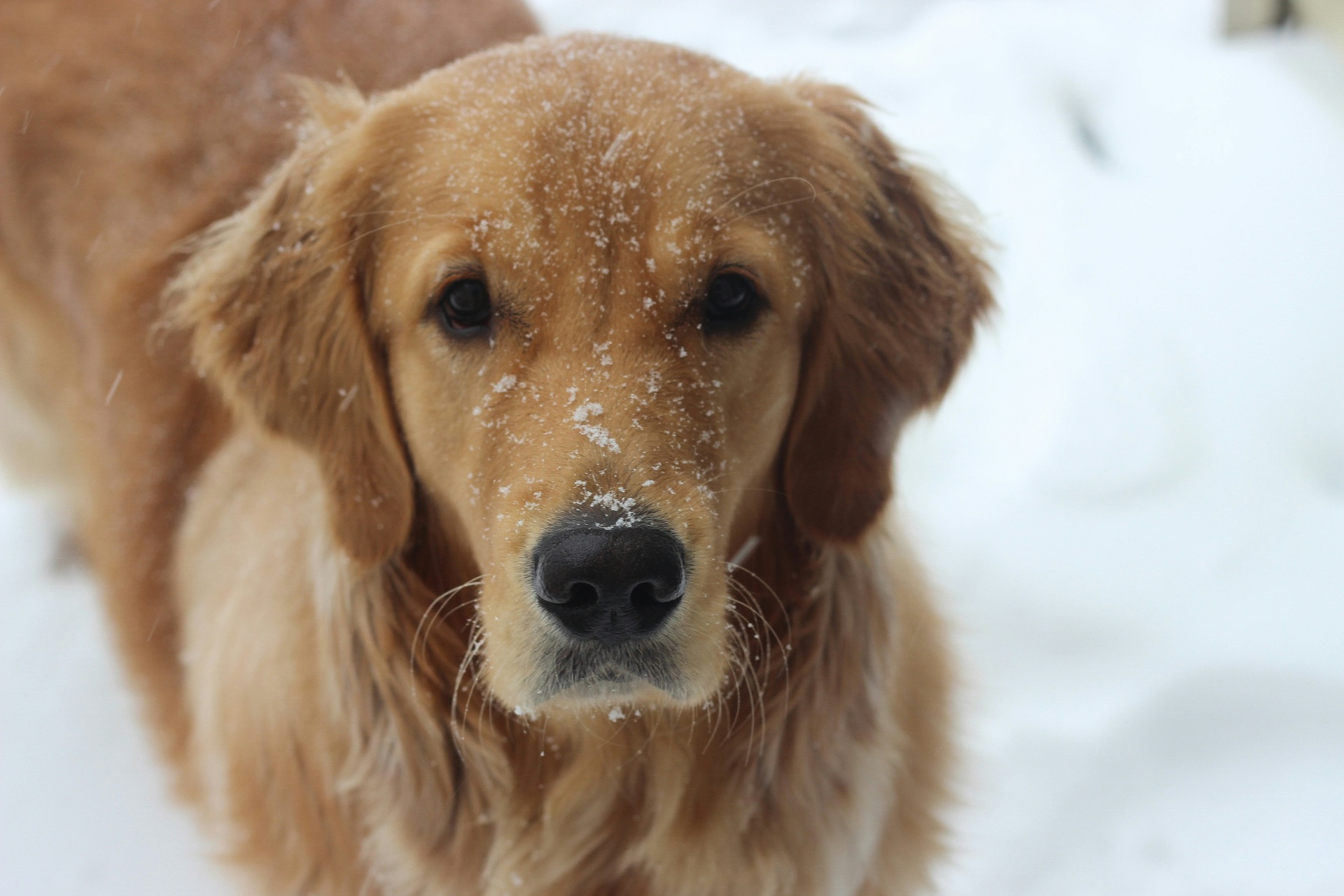 Close-up of senior golden retriever face showing greying muzzle typical at plan renewal