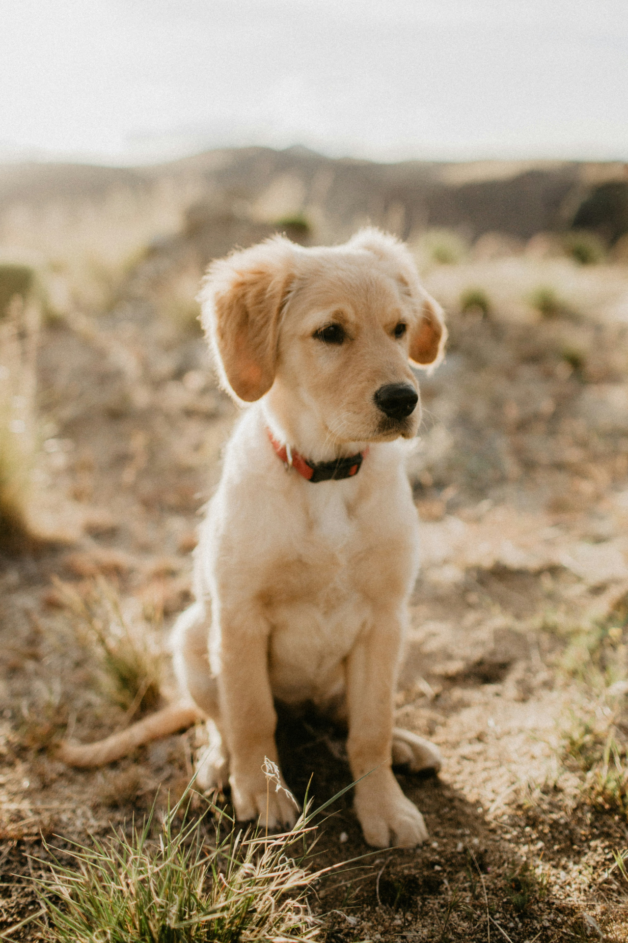 Golden Retriever puppy sitting attentively on a grassy hillside, representing the ideal 8–16 week enrollment window for pet insurance.