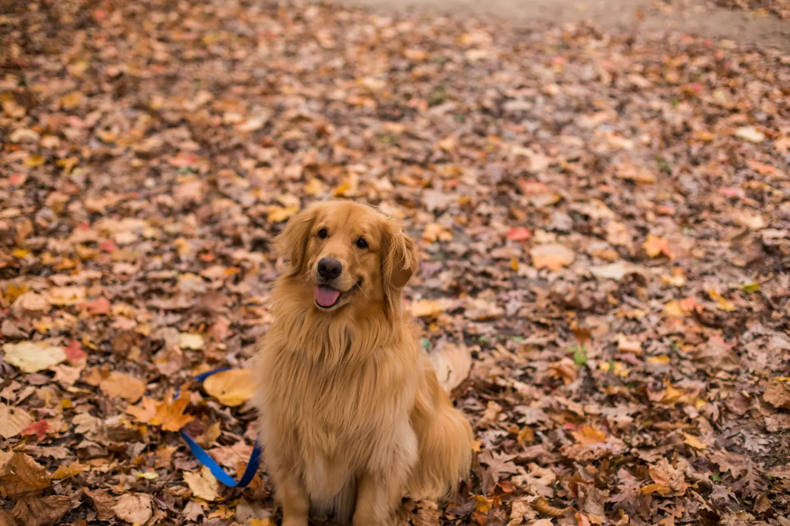Golden retriever in autumn leaves — a common environmental trigger for seasonal allergies