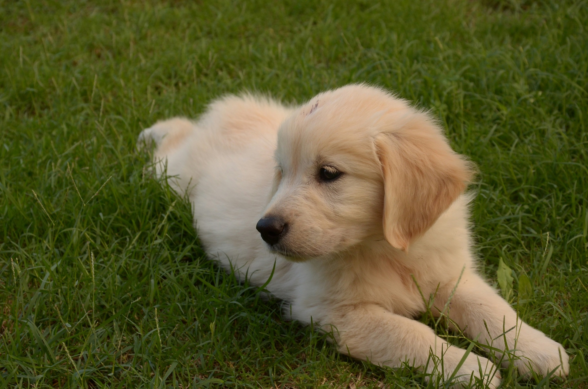 Golden retriever puppy on grass during the growth stage where nutrition sets joint health