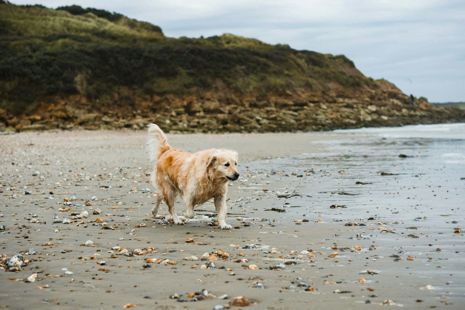 Adult golden retriever on pebble beach representing enrollment before symptoms develop