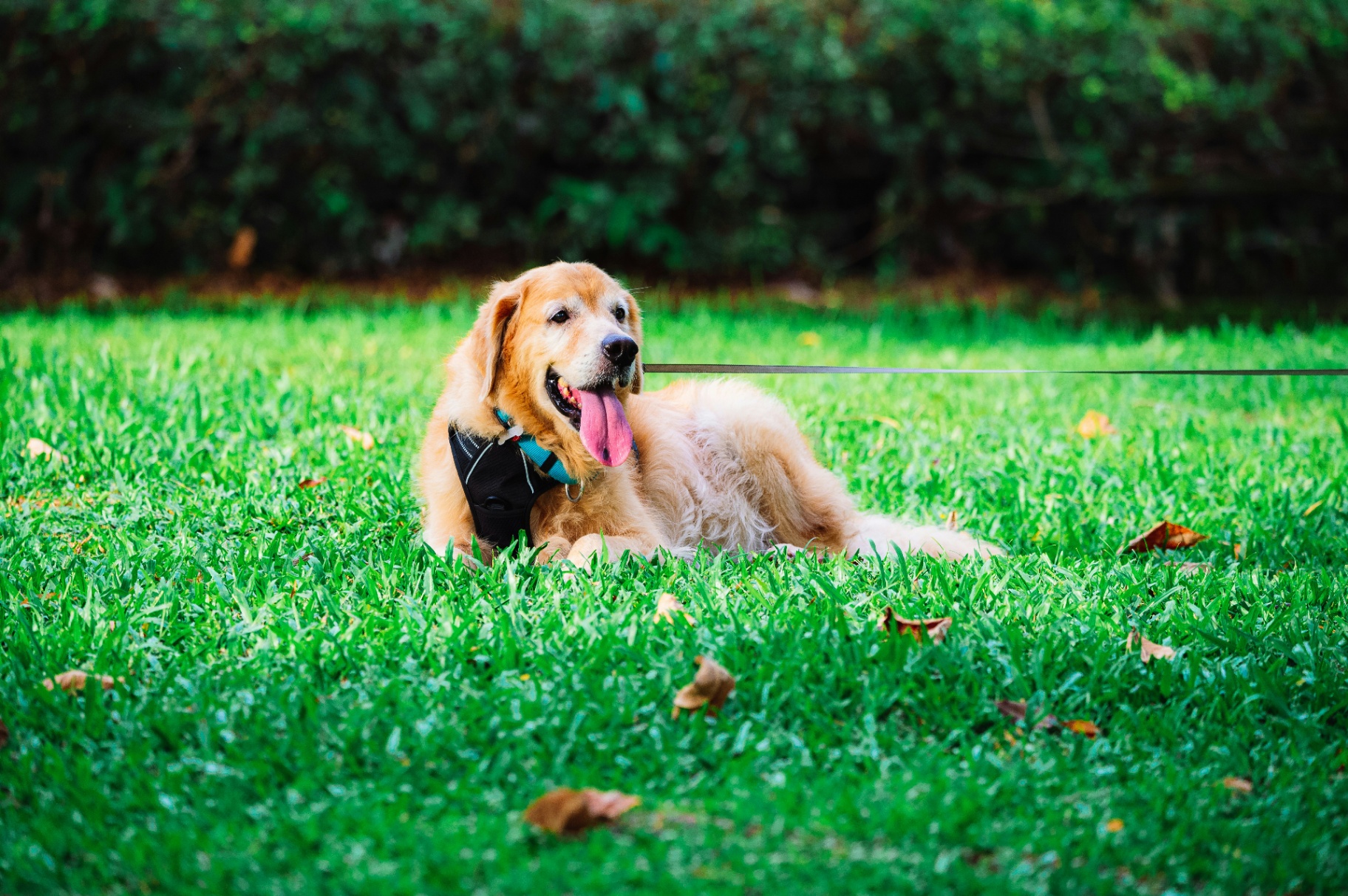 Golden retriever wearing a support harness in the yard after orthopedic hip surgery