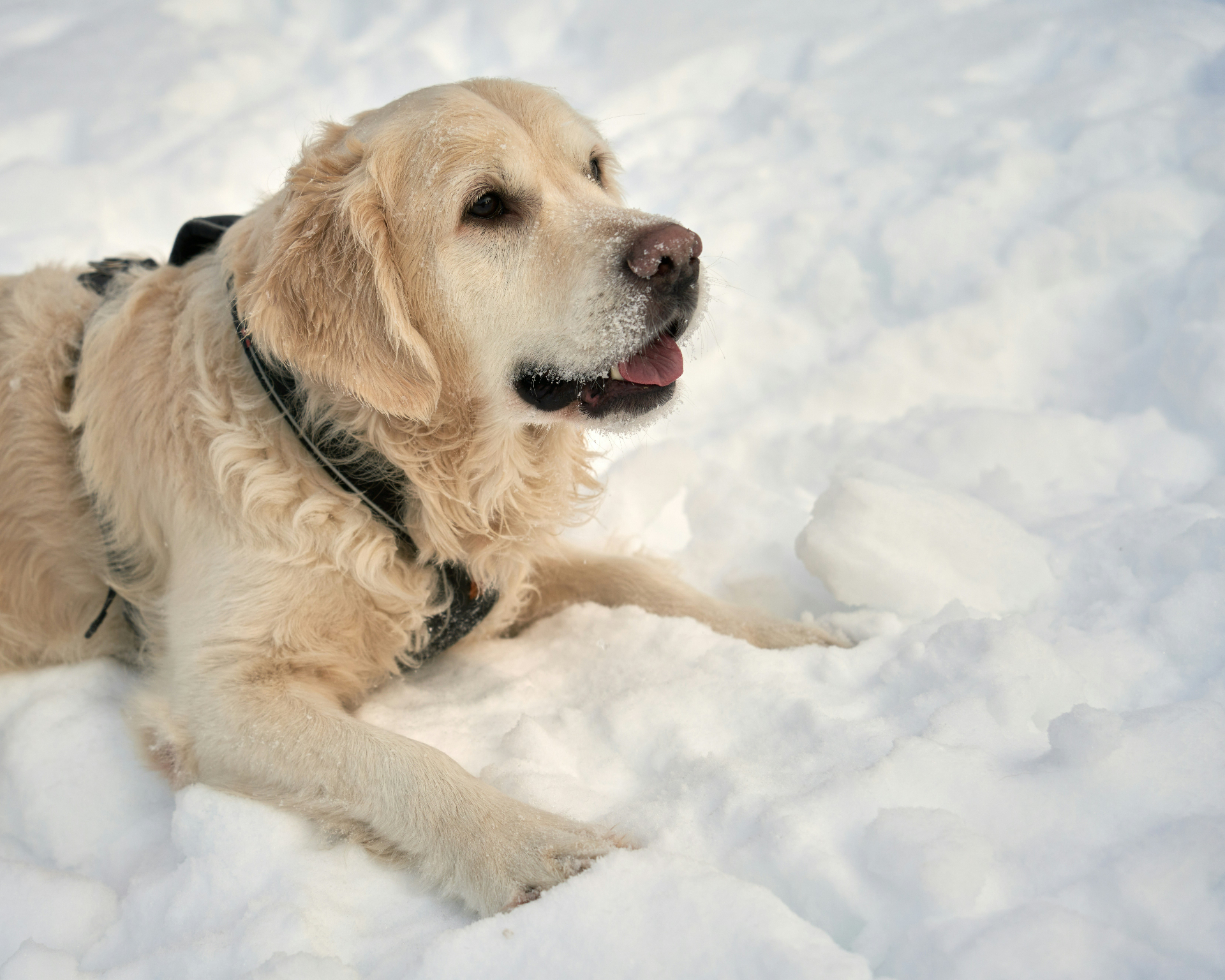 Senior Golden Retriever resting calmly, representing the age band where cardiac disease and chronic conditions cluster.
