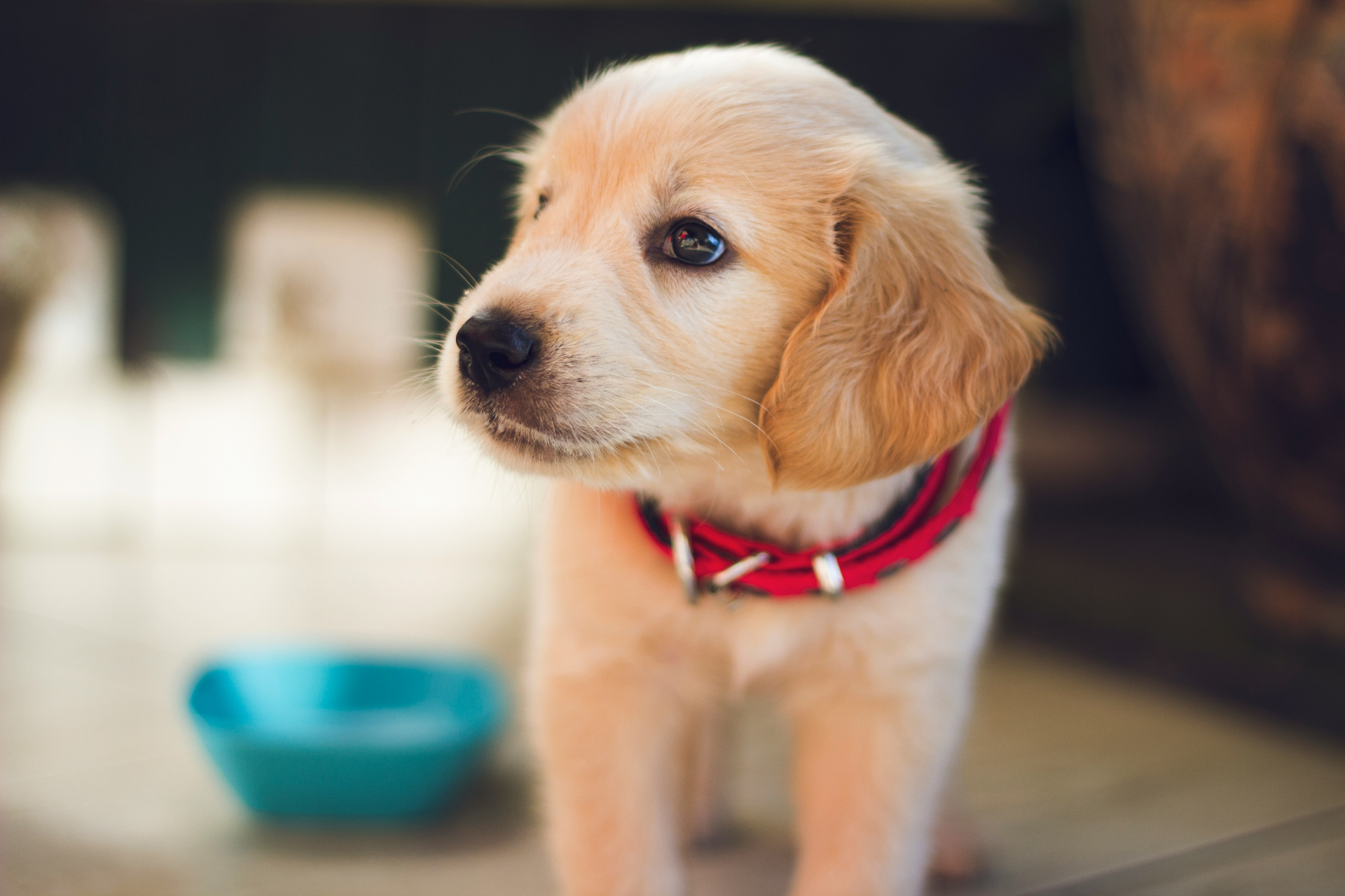 Golden retriever puppy in red collar — the age to begin at-home dental hygiene routine
