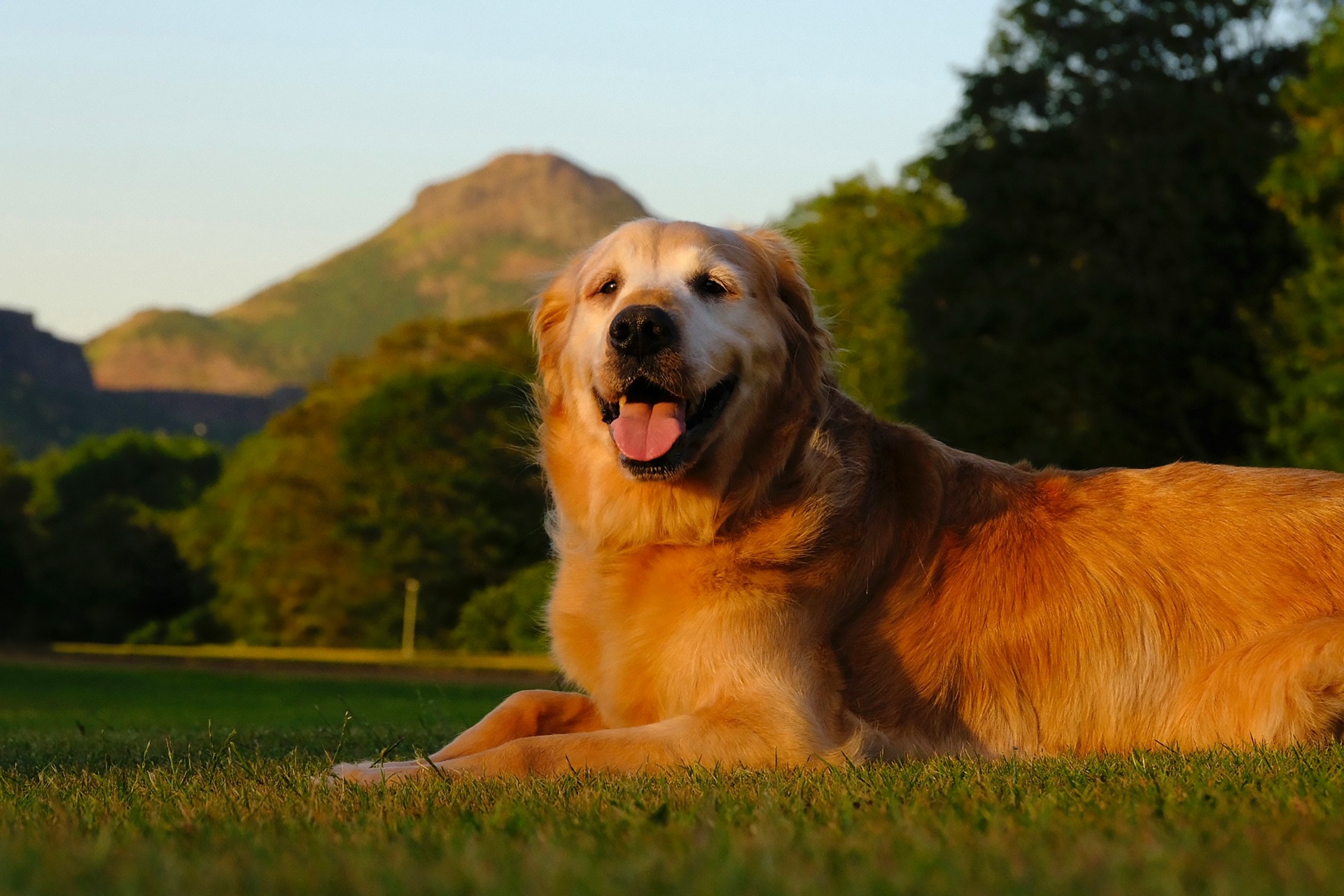 Adult Golden Retriever relaxing in a sunny mountain yard, representing the long-term peace of mind that comes from a well-timed insurance decision.