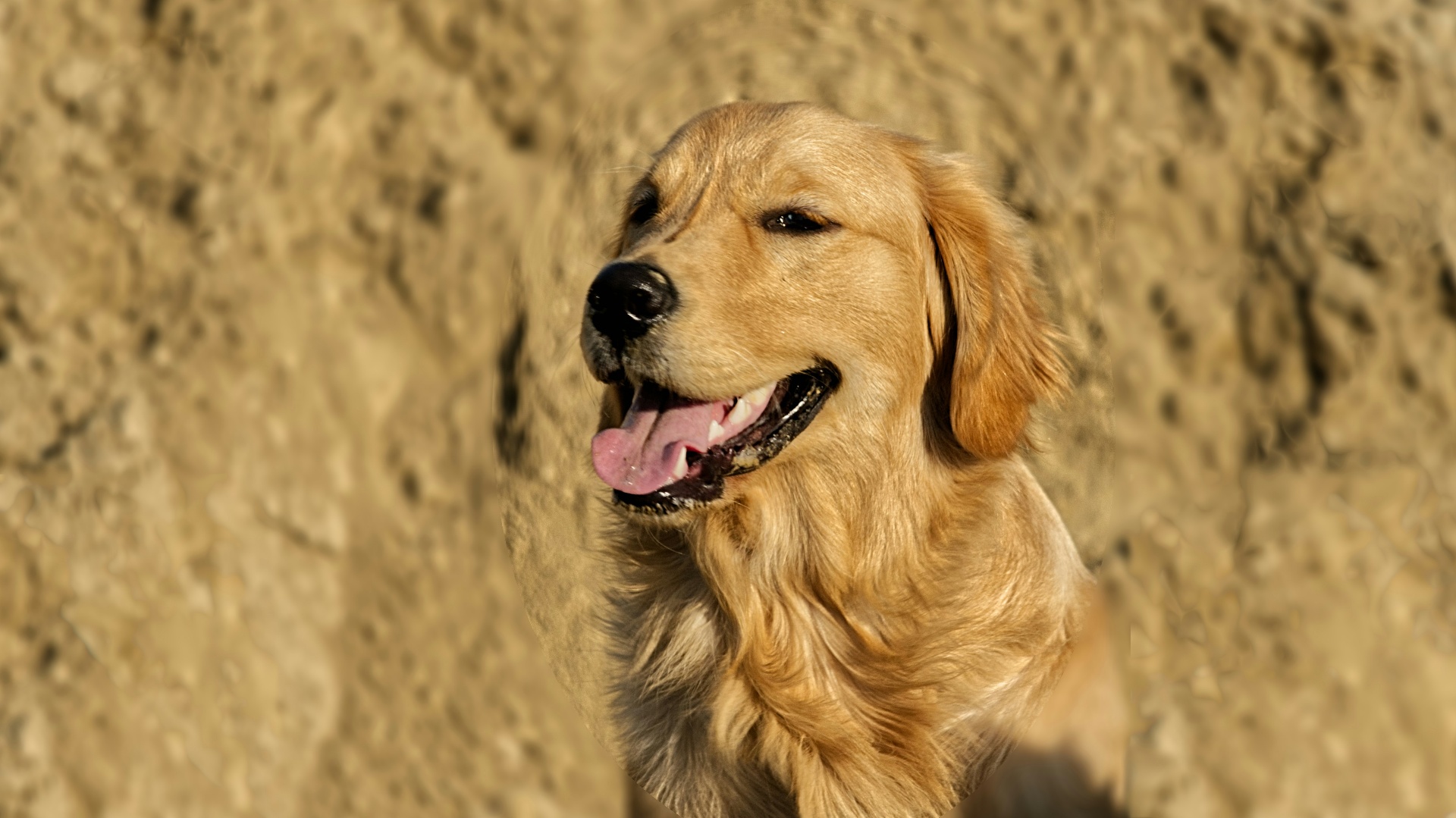 Close-up of a Golden Retriever's healthy mouth and teeth, representing an anesthetic dental cleaning and the periodontal care Goldens require in later life.