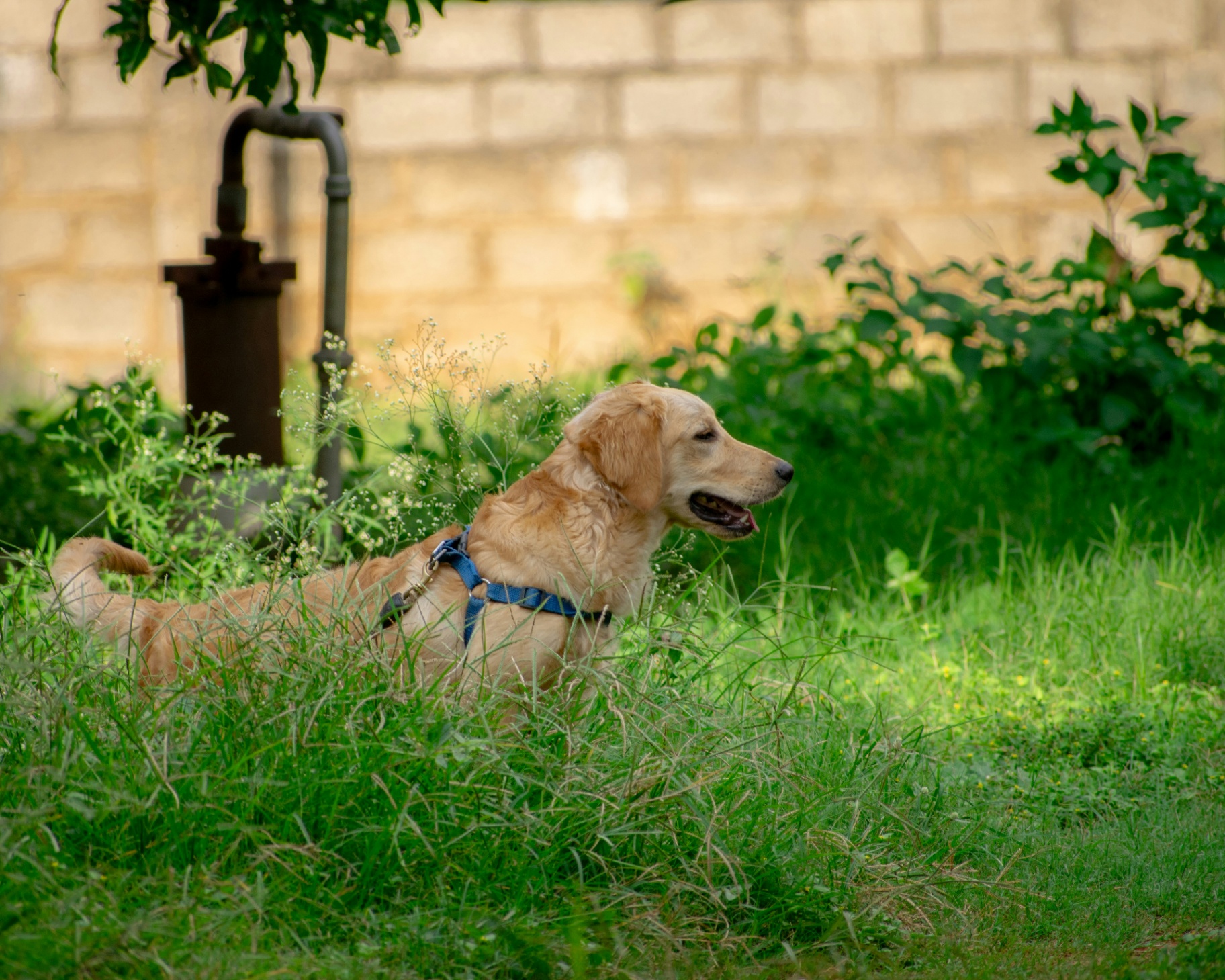 Golden retriever puppy exploring the garden during the ideal insurance enrollment window