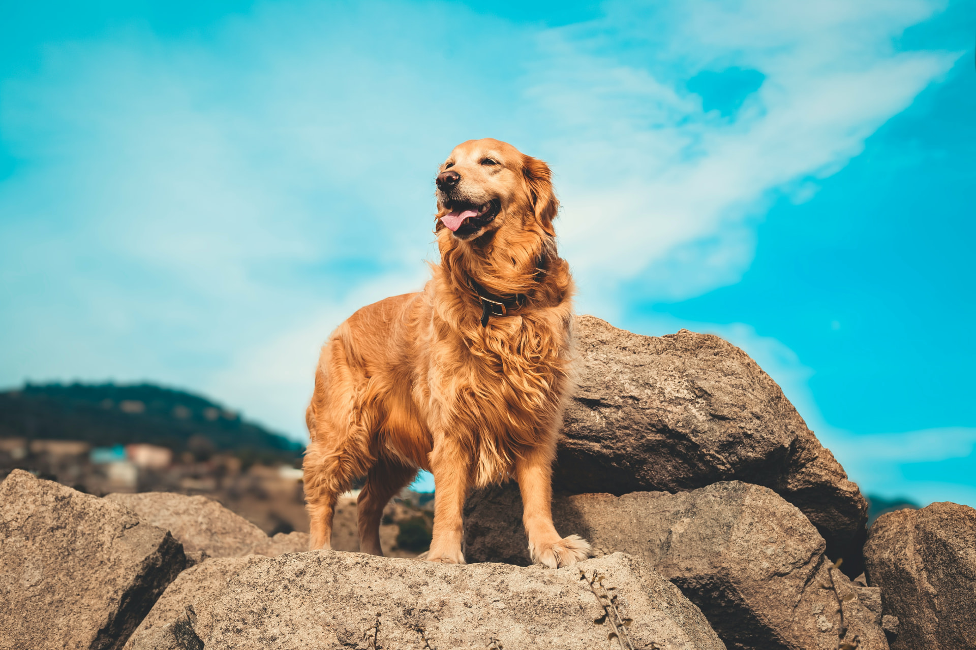 Golden retriever standing on rocks against a bright blue sky