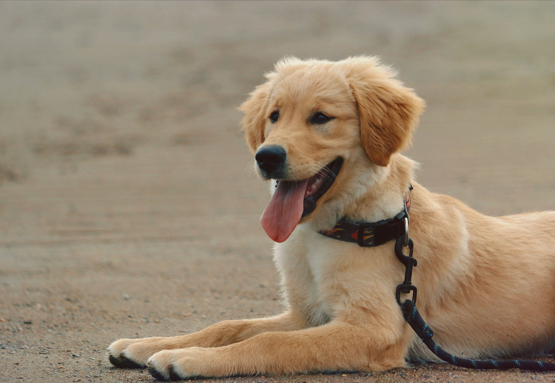 Golden retriever puppy in a harness ready for a first vet visit and enrollment