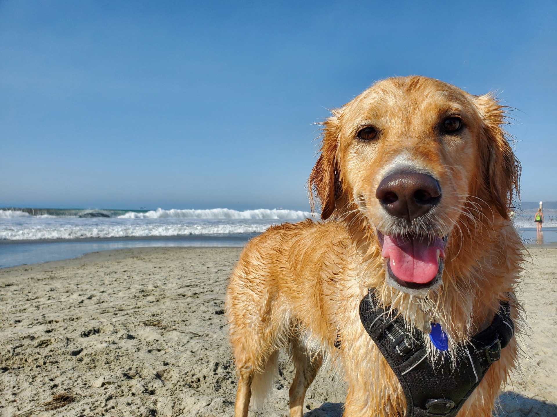 Golden retriever wearing beach harness after a vet visit that would generate a claim