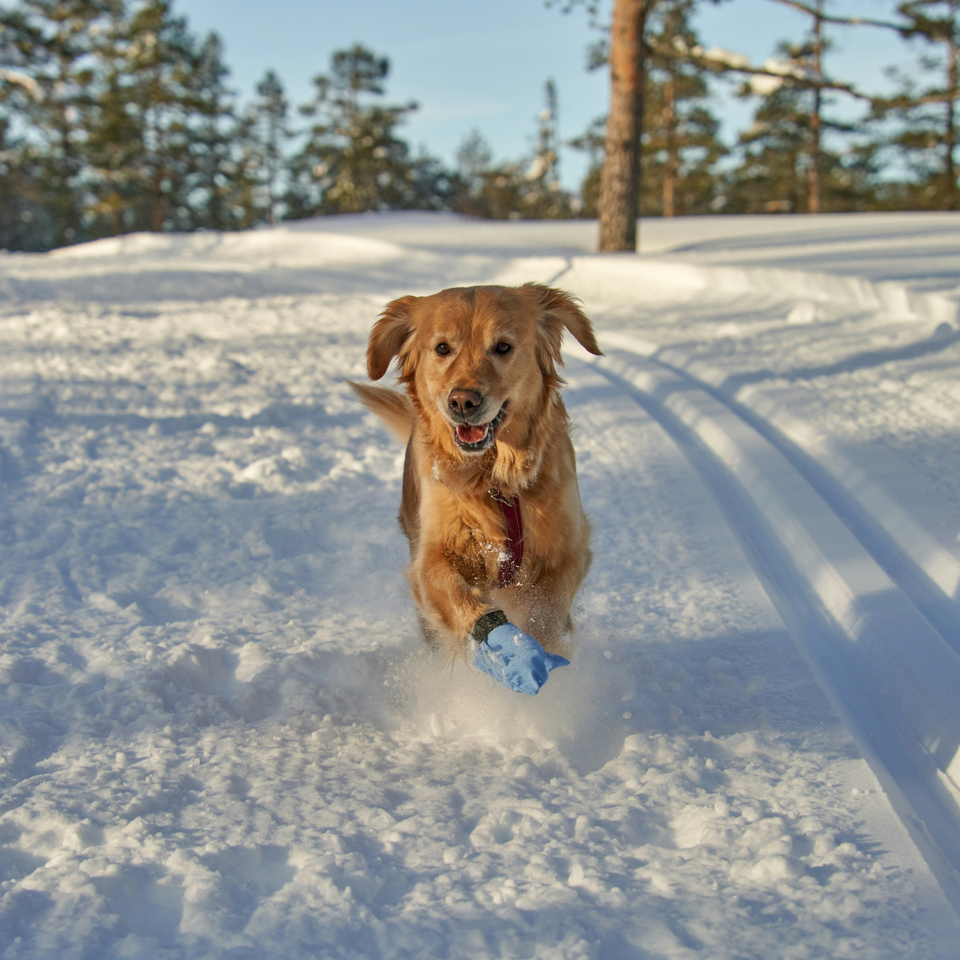 Golden retriever running in snow between pines — the activity level that produces CCL tears
