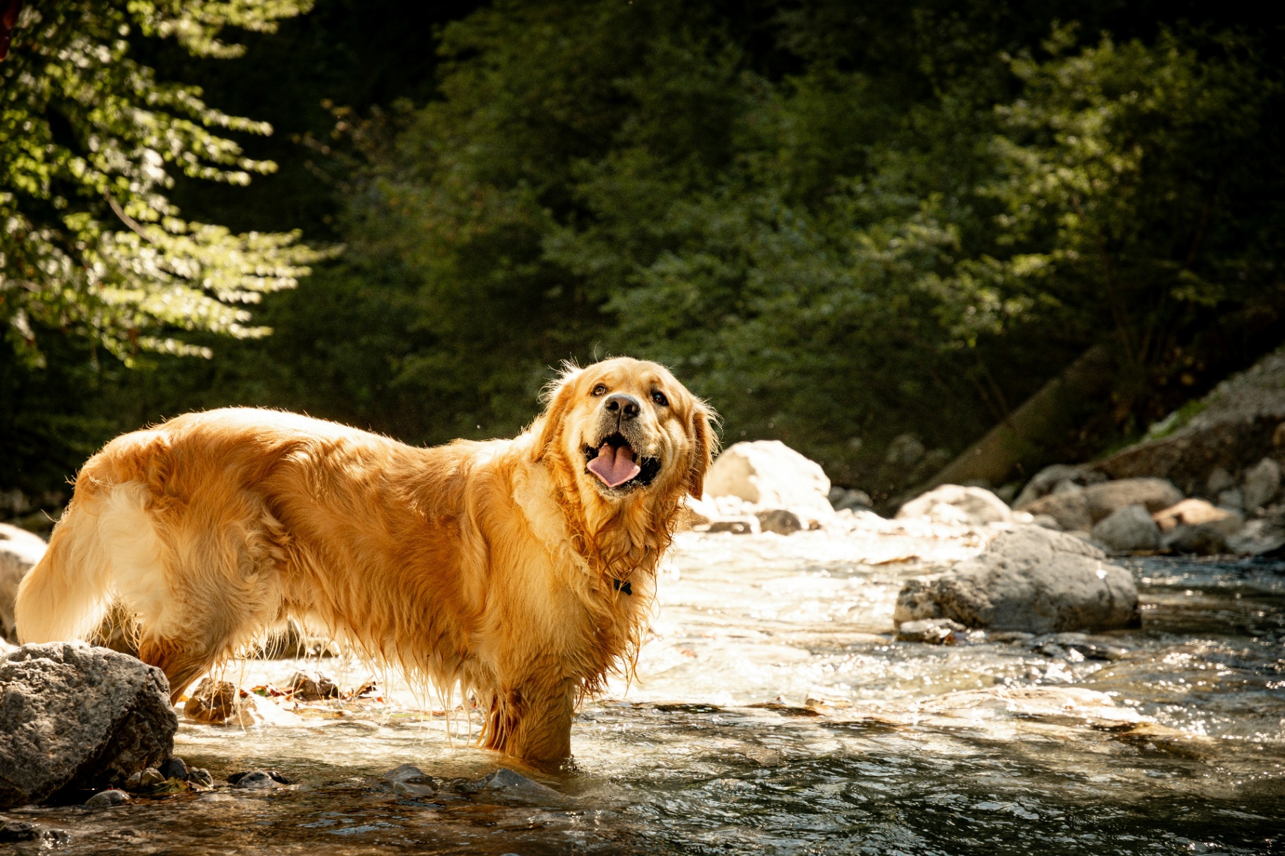 Adult golden retriever standing by a river illustrating adventurous lifestyle emergency risk