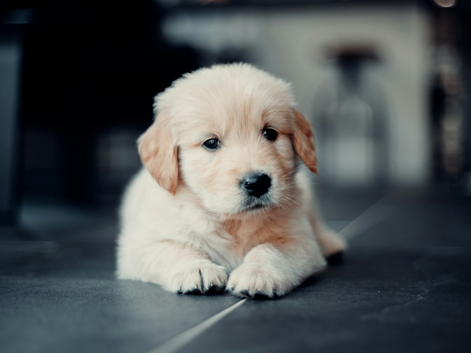 Golden retriever puppy learning basic manners at home during affordable early training